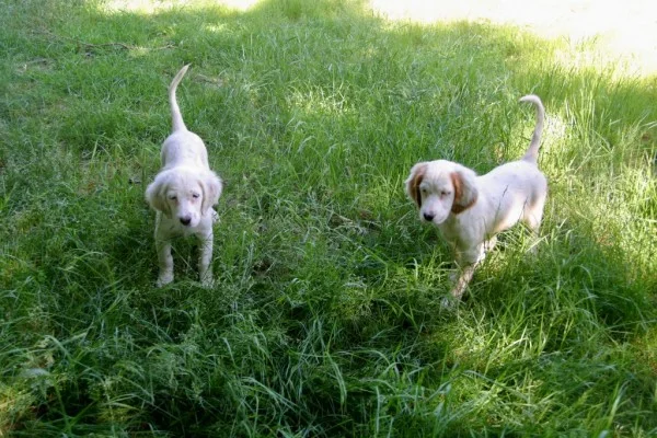 winnie+female+pups+625163.jpg