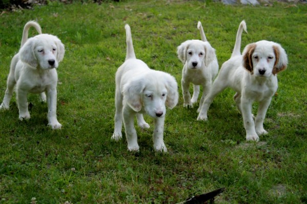winnie+female+pups+6181611.jpg