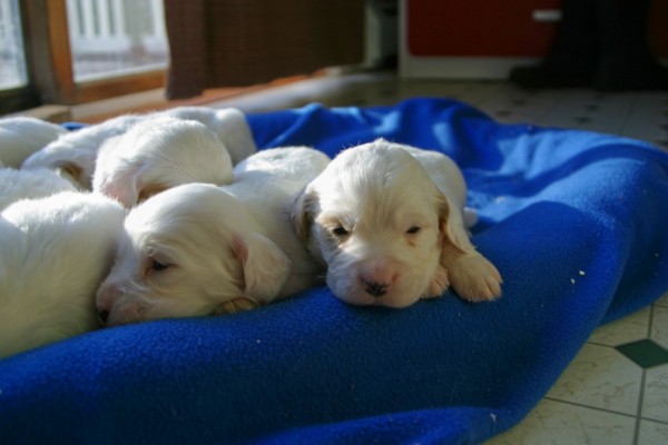 winnie+male+pups+430164.jpg