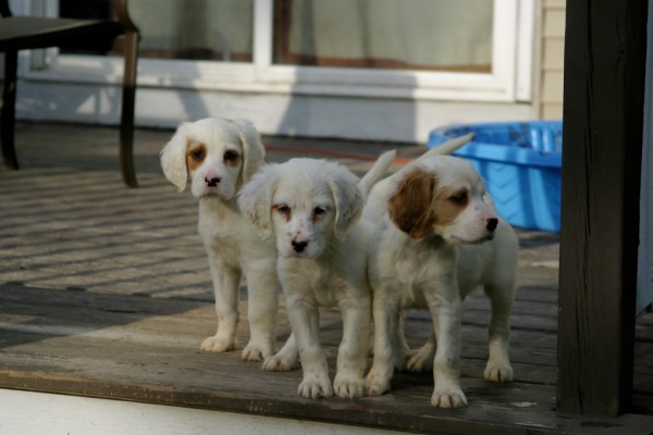 winnie+male+pups+530161.jpg
