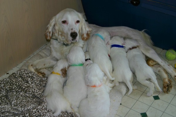 winnie+pups+58161.jpg