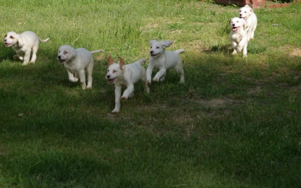 winnie+pups+63163.jpg