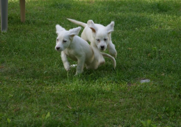 winnie+pups+63164.jpg