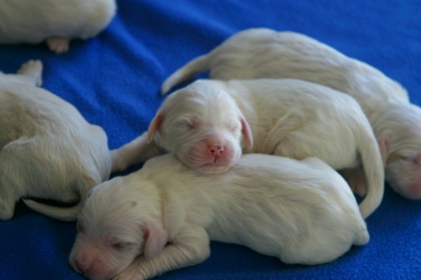 winnie+pups+414163.jpg