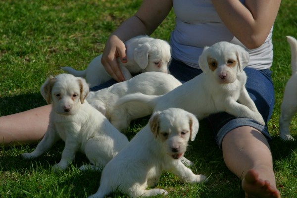 winnie+pups+511162.jpg
