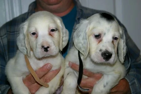 winnie+male+pups+91172.jpg