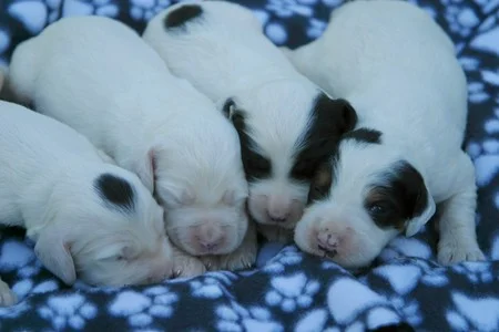 winnie+male+pups+730171.jpg