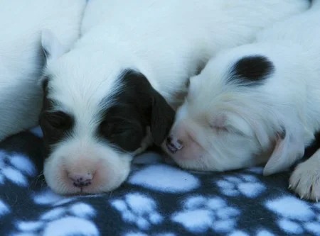 winnie+male+pups+730173.jpg