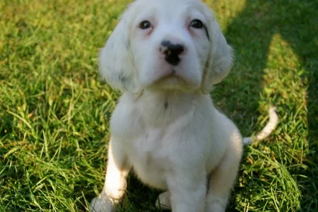 winnie+male+pups+913171.jpg