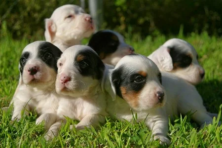 winnie+pups+813172.jpg