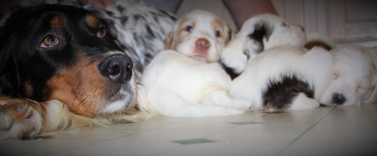 honey+and+pups+1.27.18.jpg