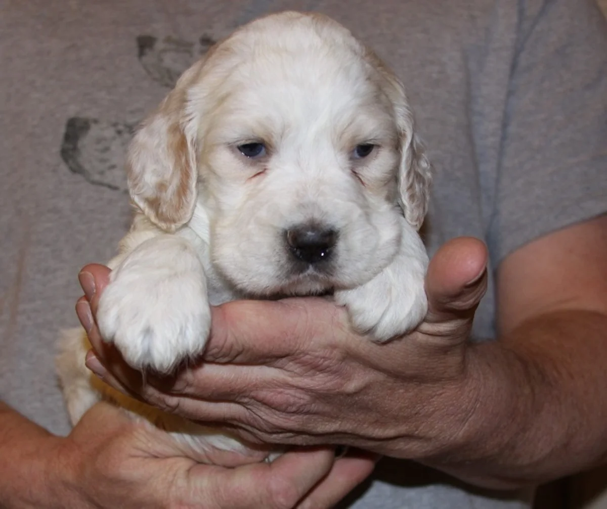 honey+female+1.27.18.jpg