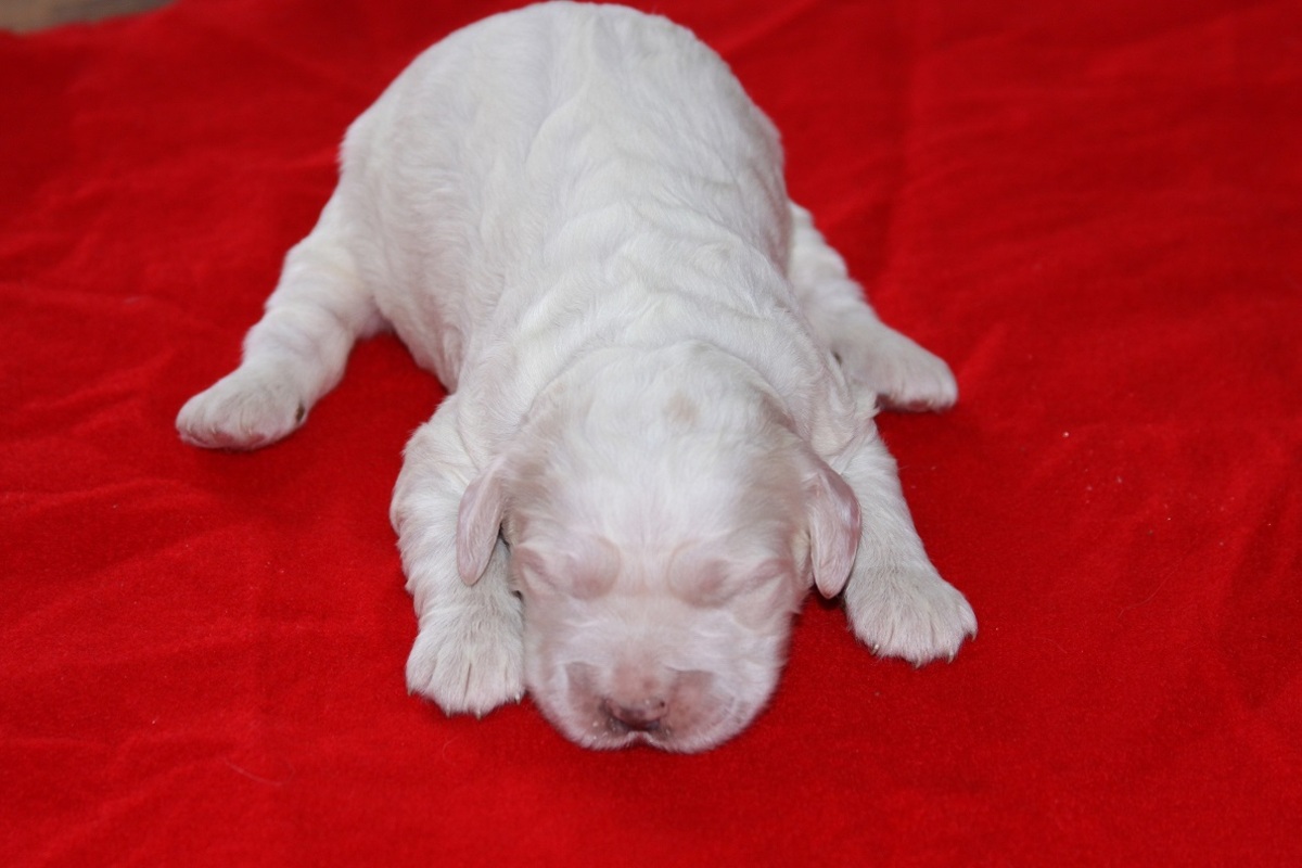 honey+female+0105181.jpg