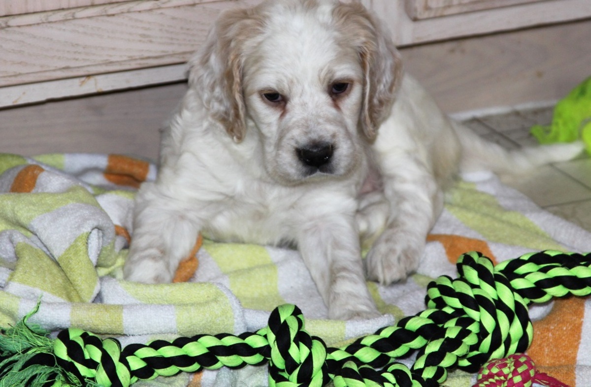 honey+female+210181.jpg