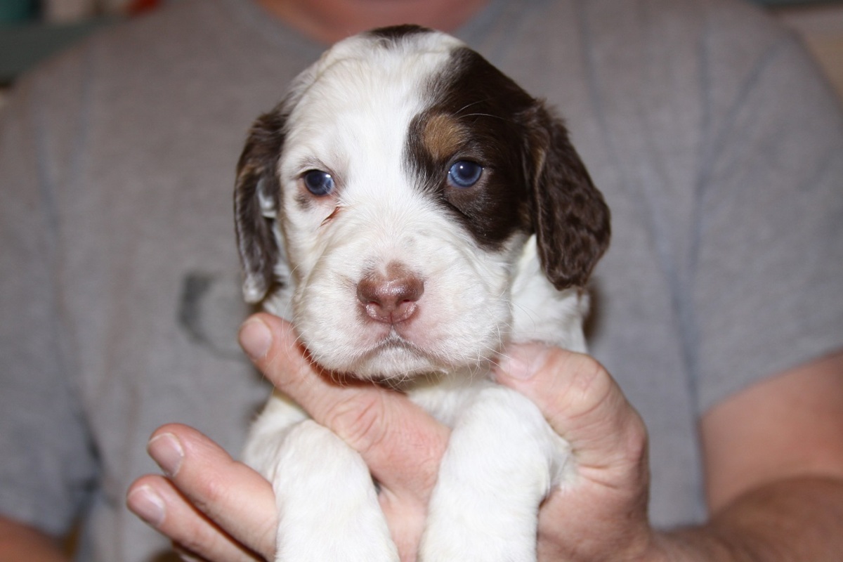 honey+male+1.27.182.jpg