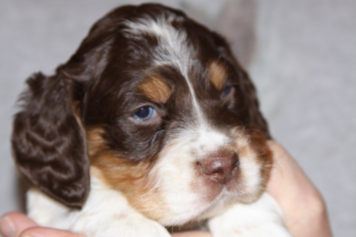 honey+male+1.27.183.jpg