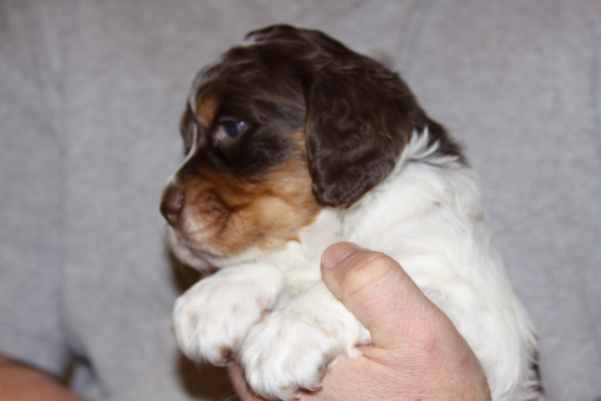 honey+male+1.27.1831.jpg