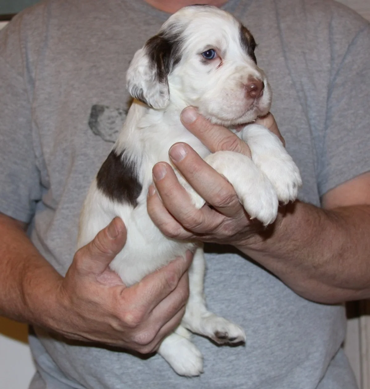 honey+male+1.27.1821.jpg