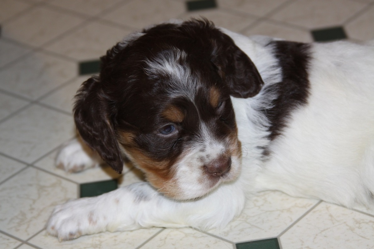 honey+male+1.27.1832.jpg