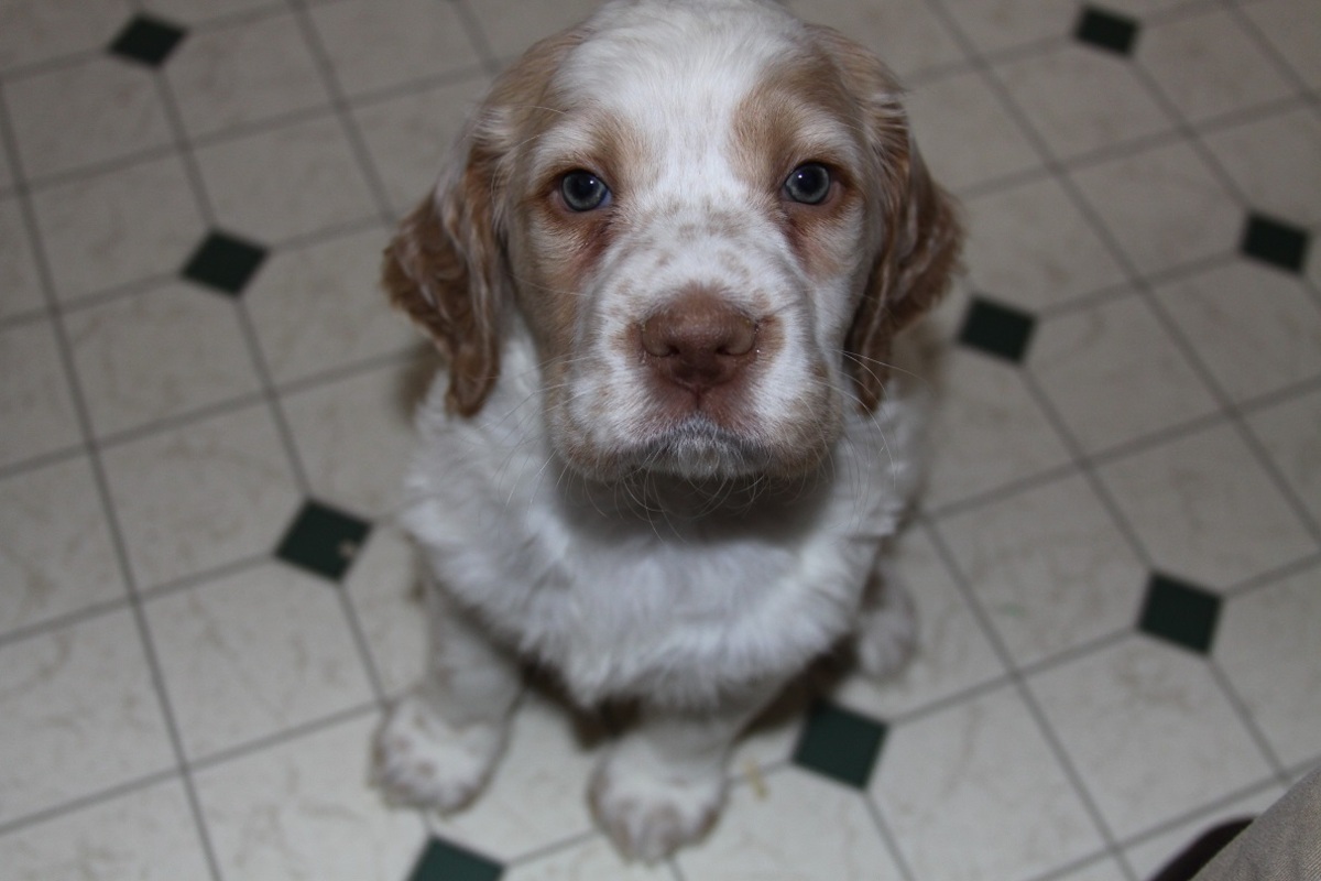 honey+male+1+210181.jpg