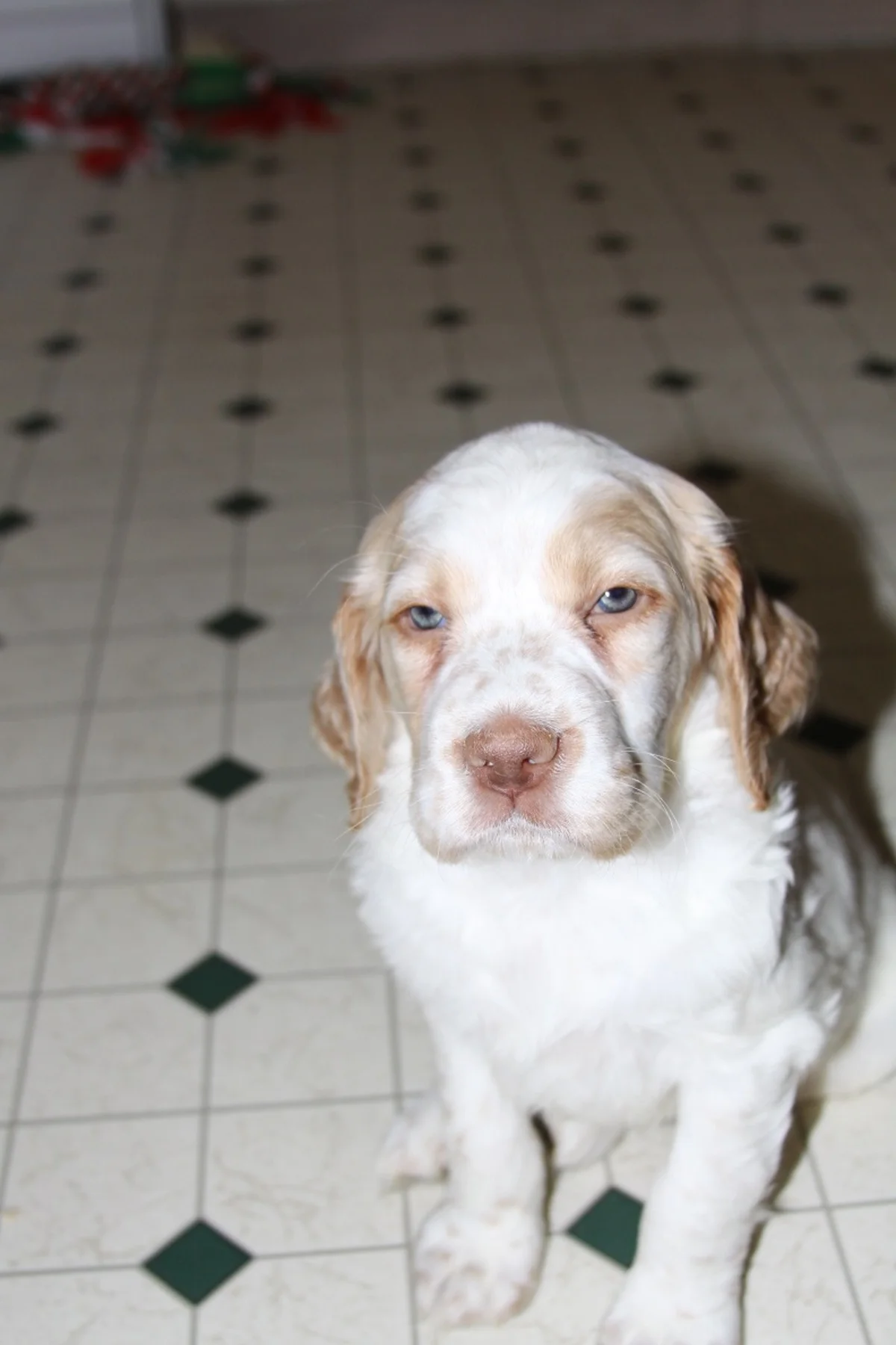 honey+male+1+210183.jpg