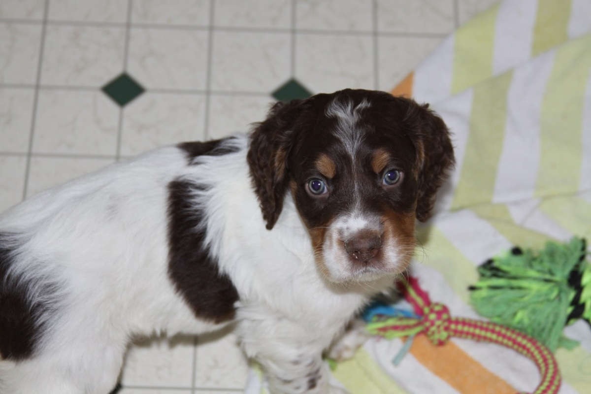honey+male+3+210181.jpg