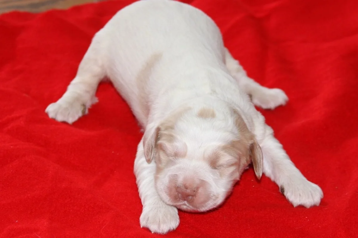 honey+male+0105181.jpg