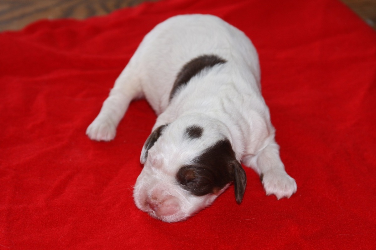 honey+male+0105182.jpg