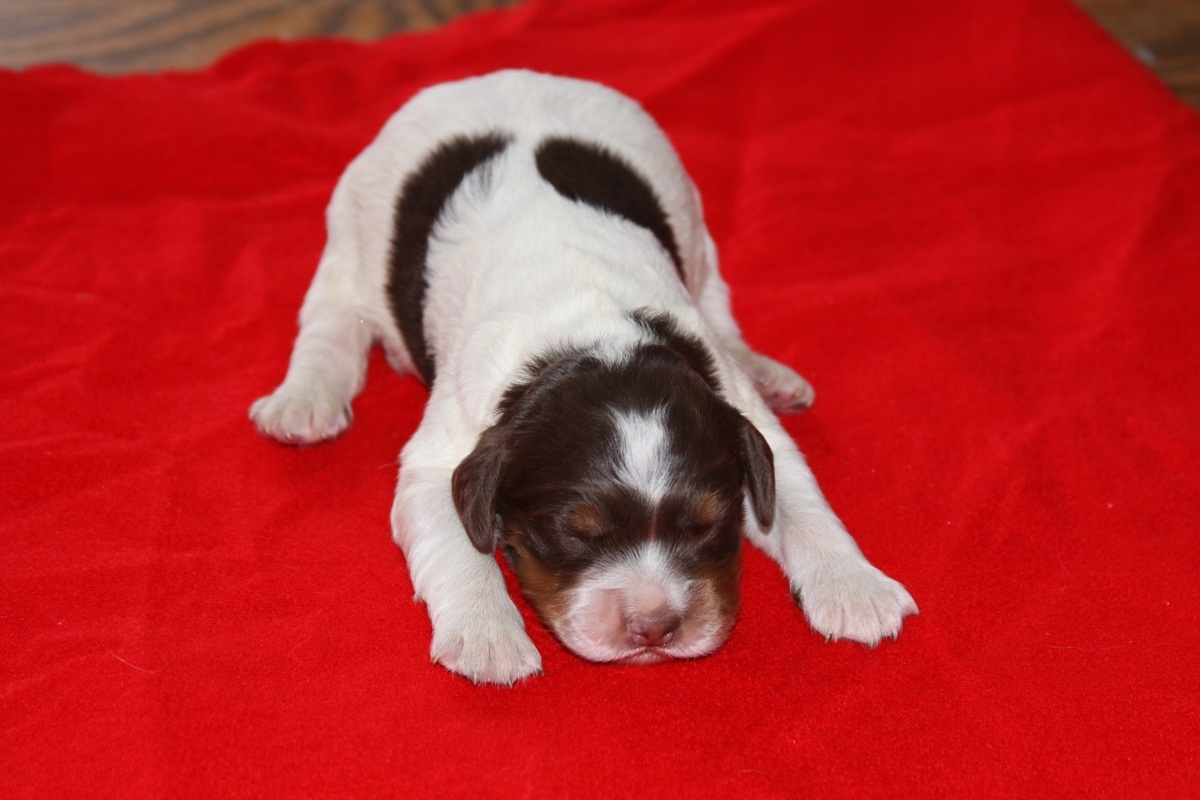 honey+male+0105183.jpg