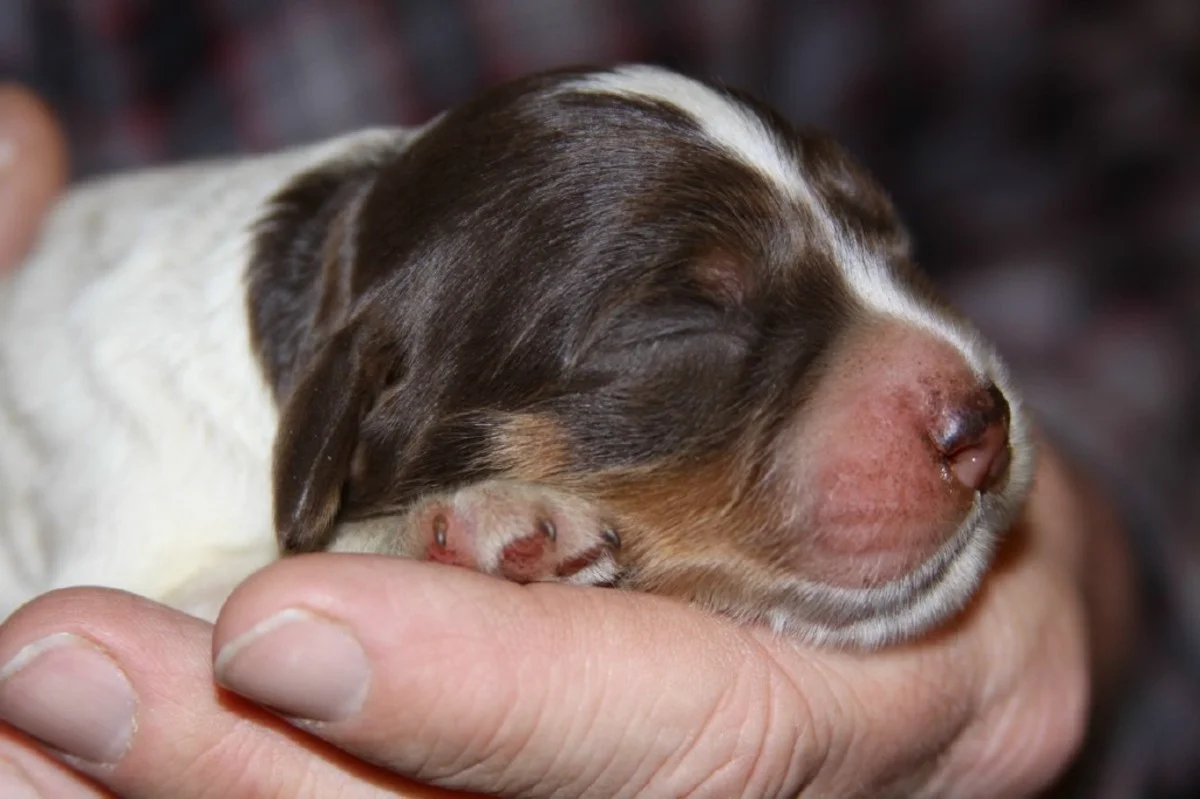honey+male+pup+11301711.jpg