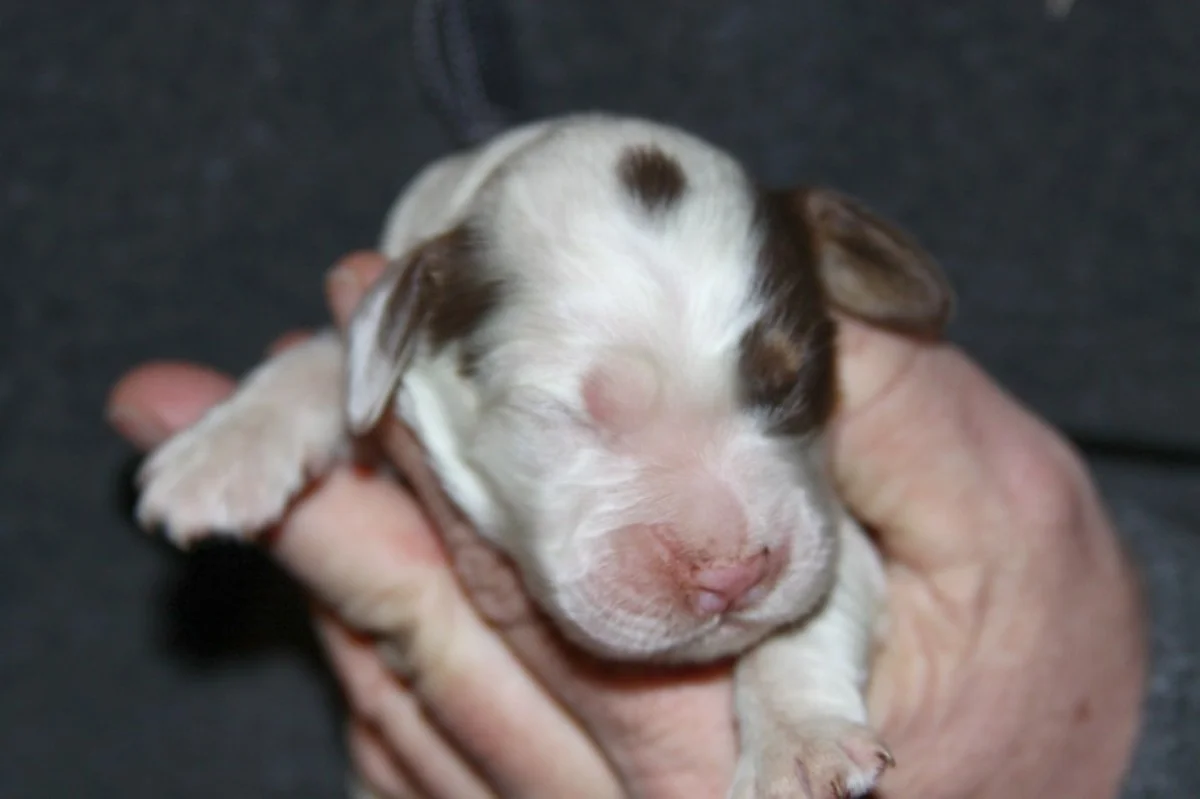 honey+male+pup+11301721.jpg