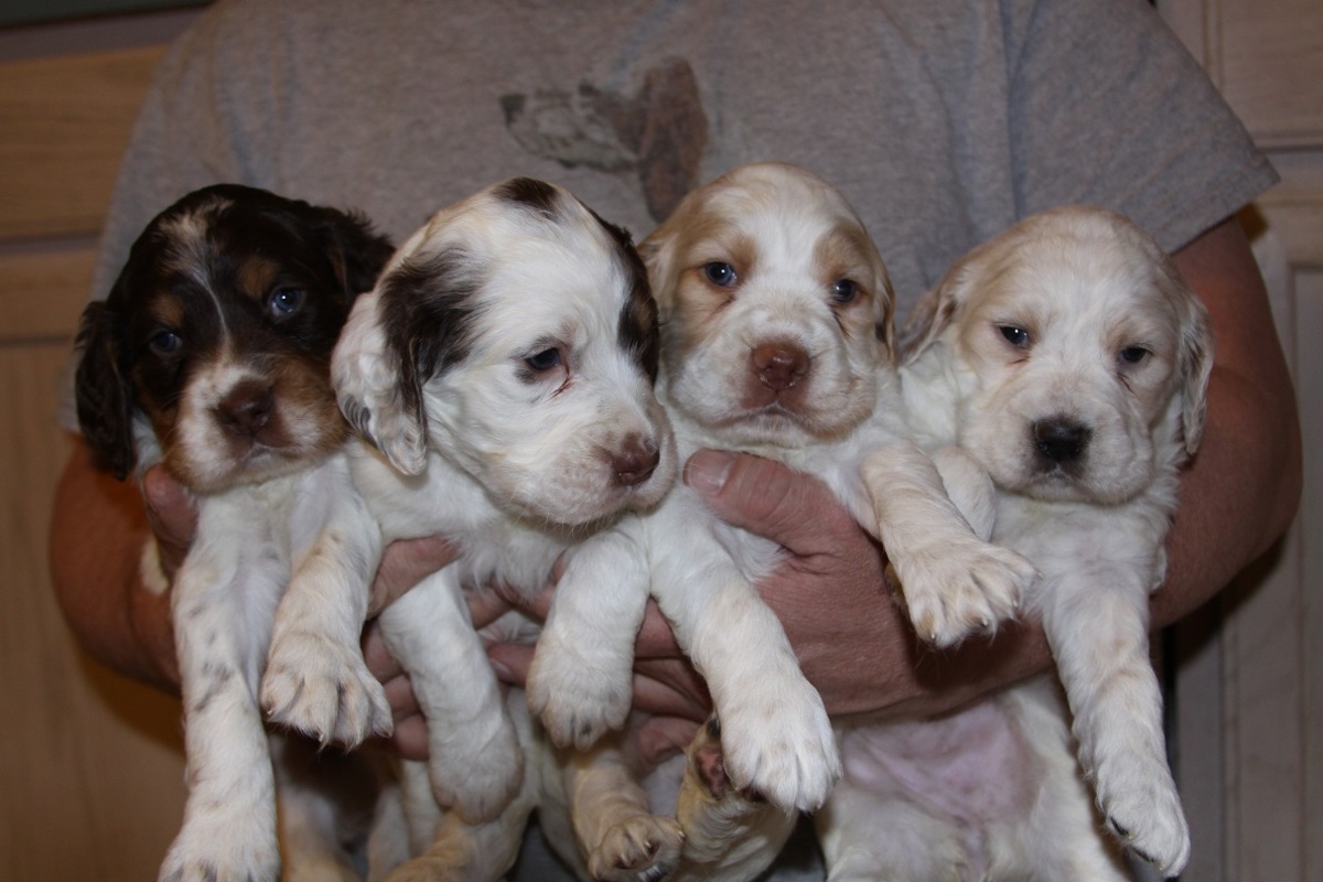 honey+pups+1.27.18.jpg