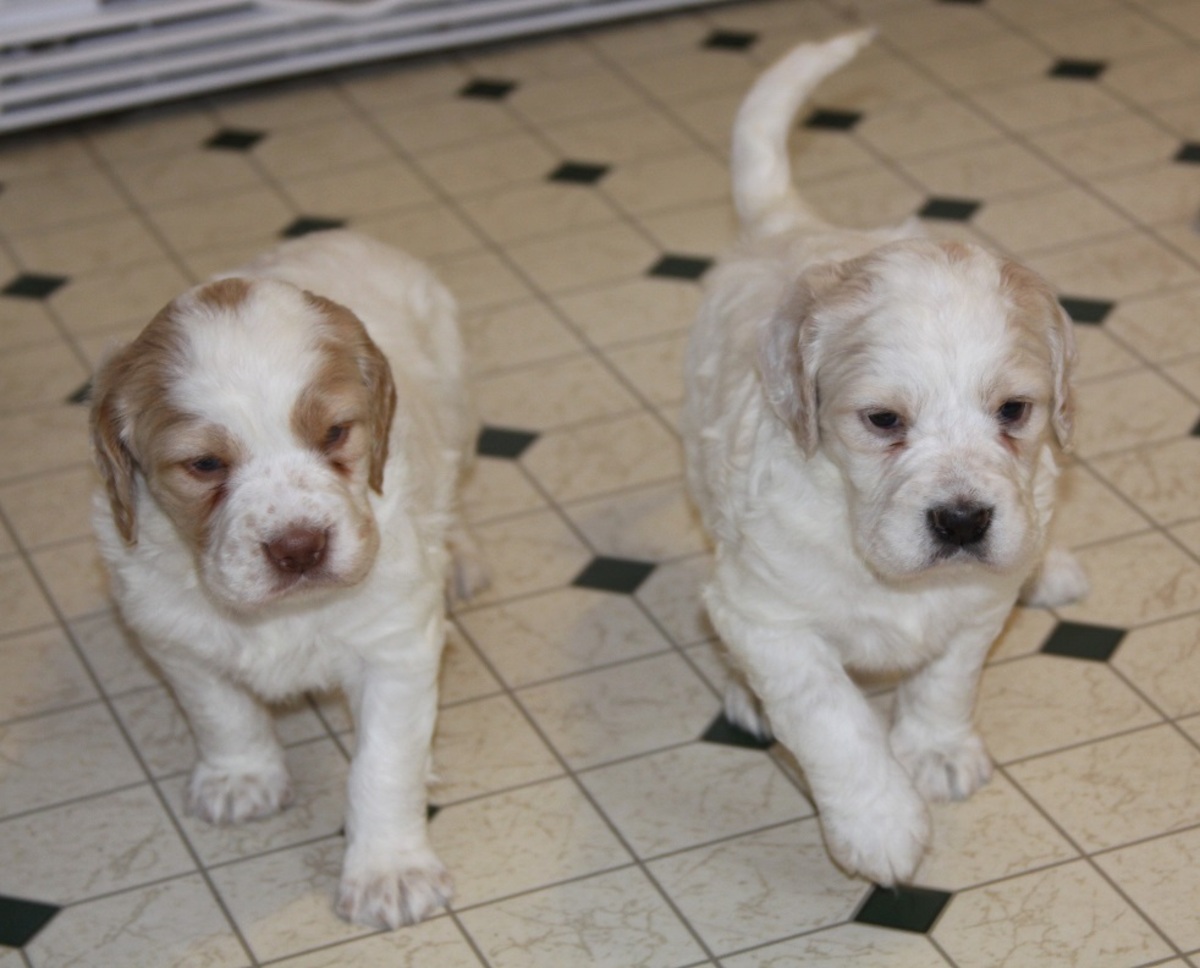 honey+pups+1.28.18.jpg