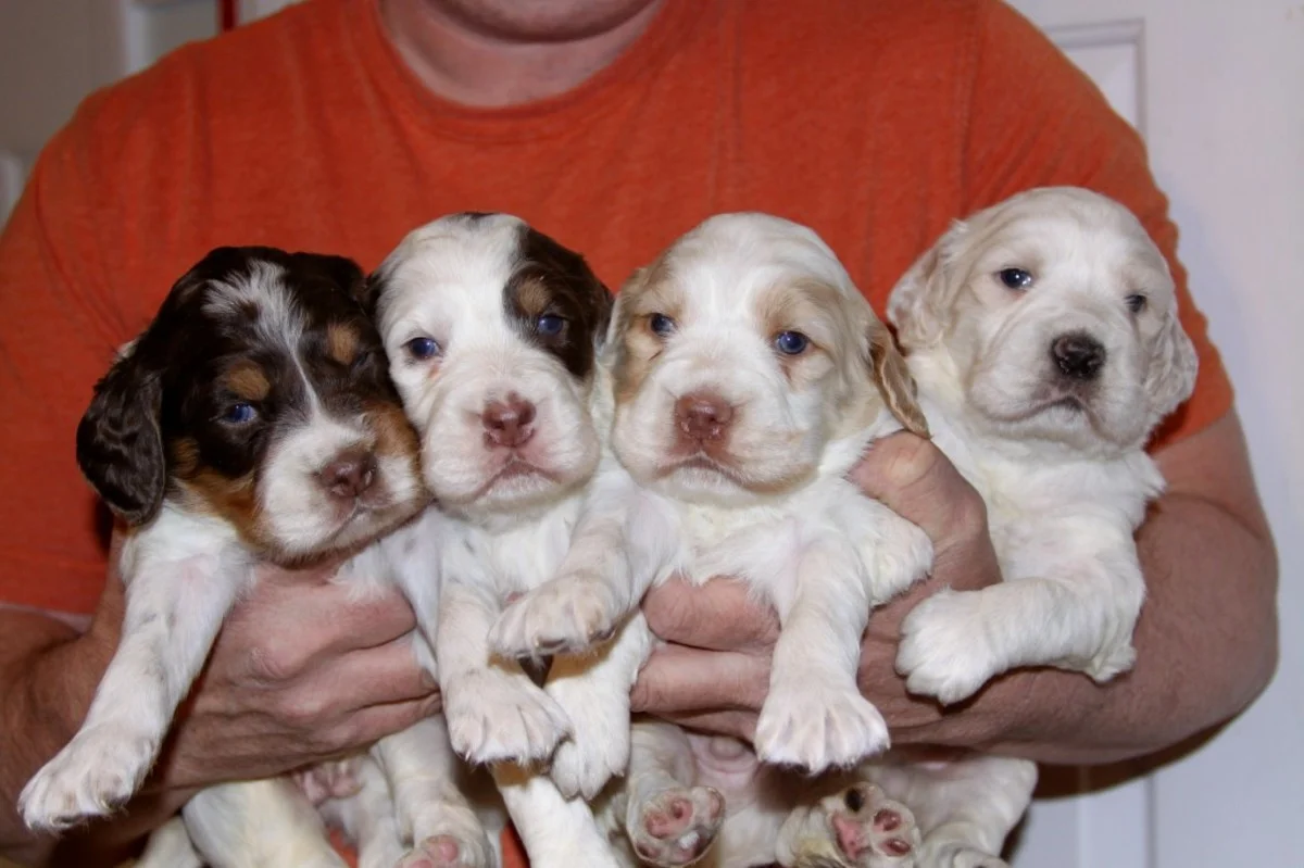 honey+pups+118181.jpg