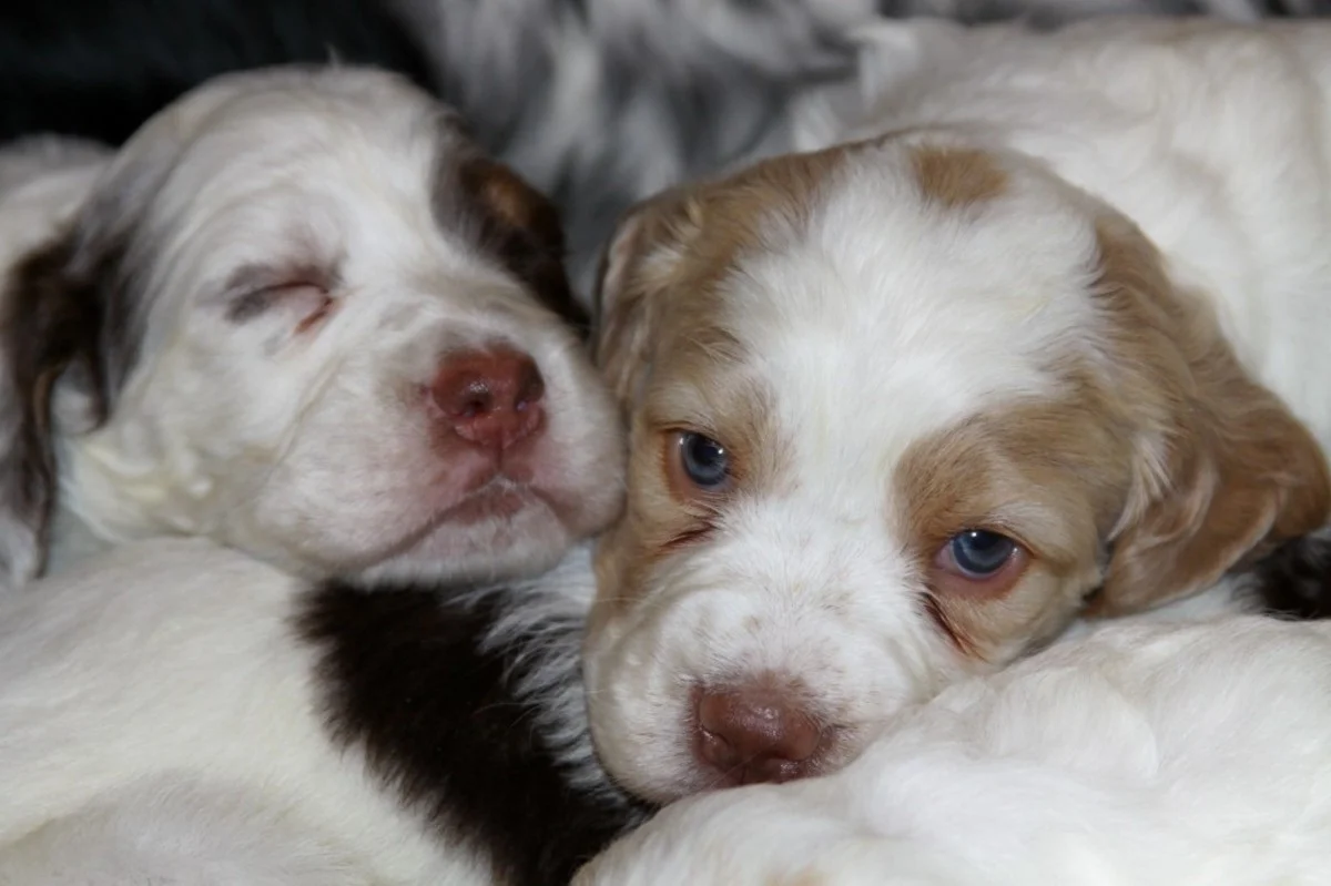 honey+pups+128181.jpg