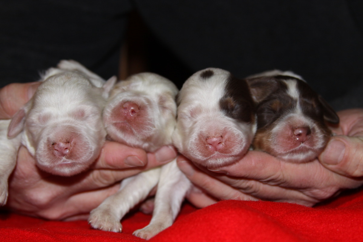 honeypups1231171.jpg