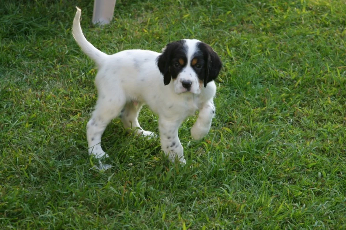 phoebe+male+pups+911171.jpg