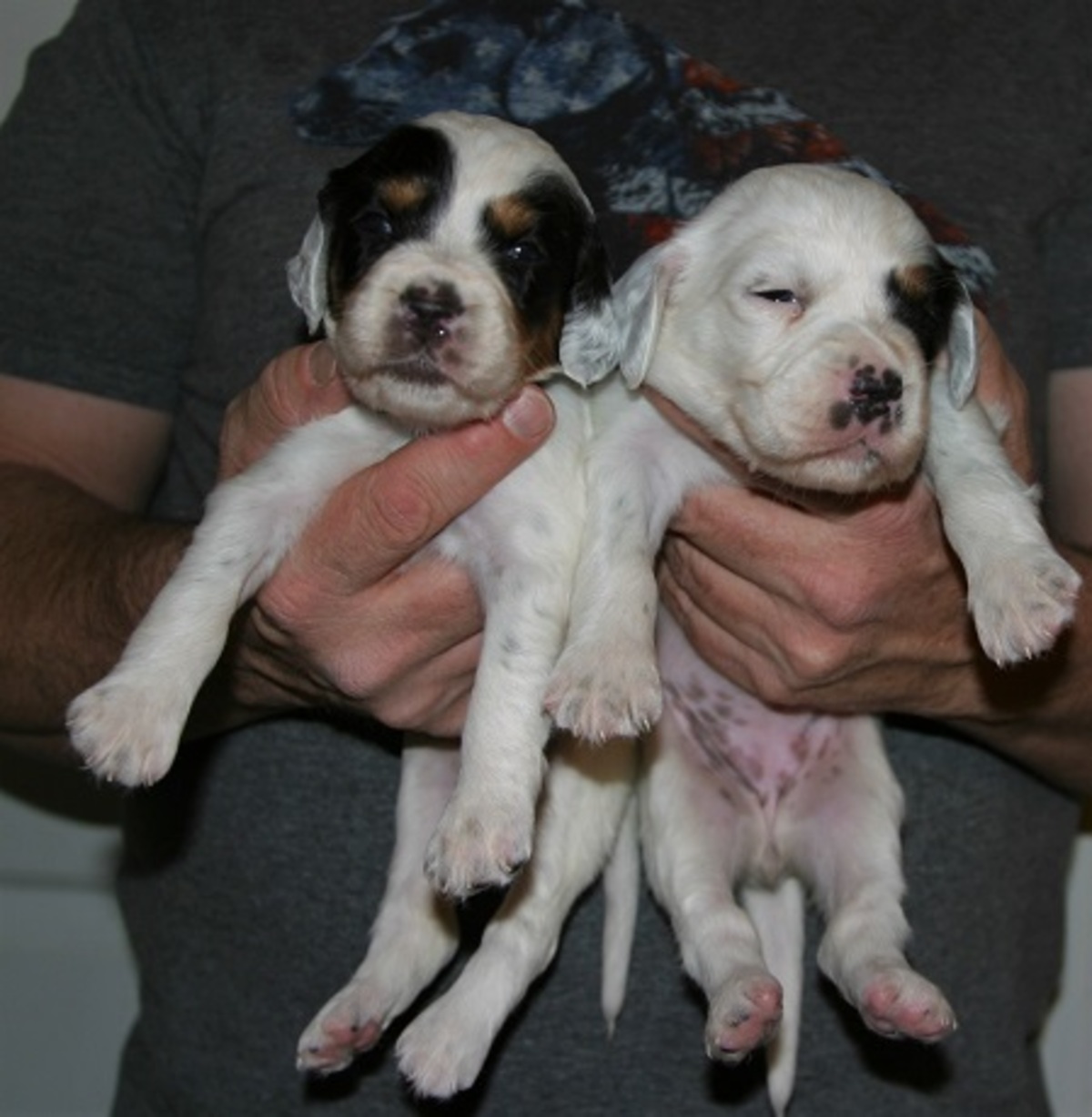 lucy+female+pups+1225164.jpgweb.jpg