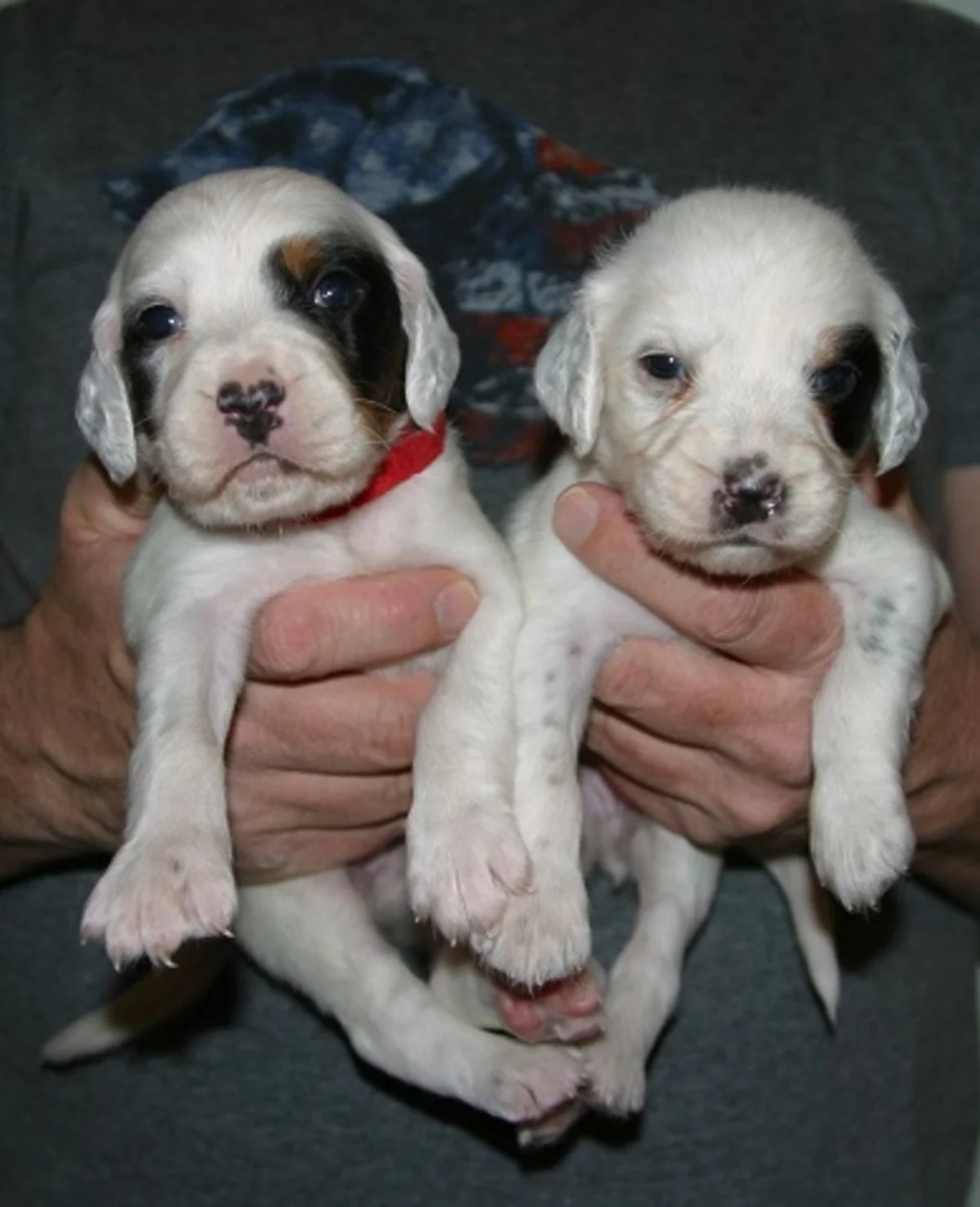lucy+female+pups+1225165.jpgweb.jpg
