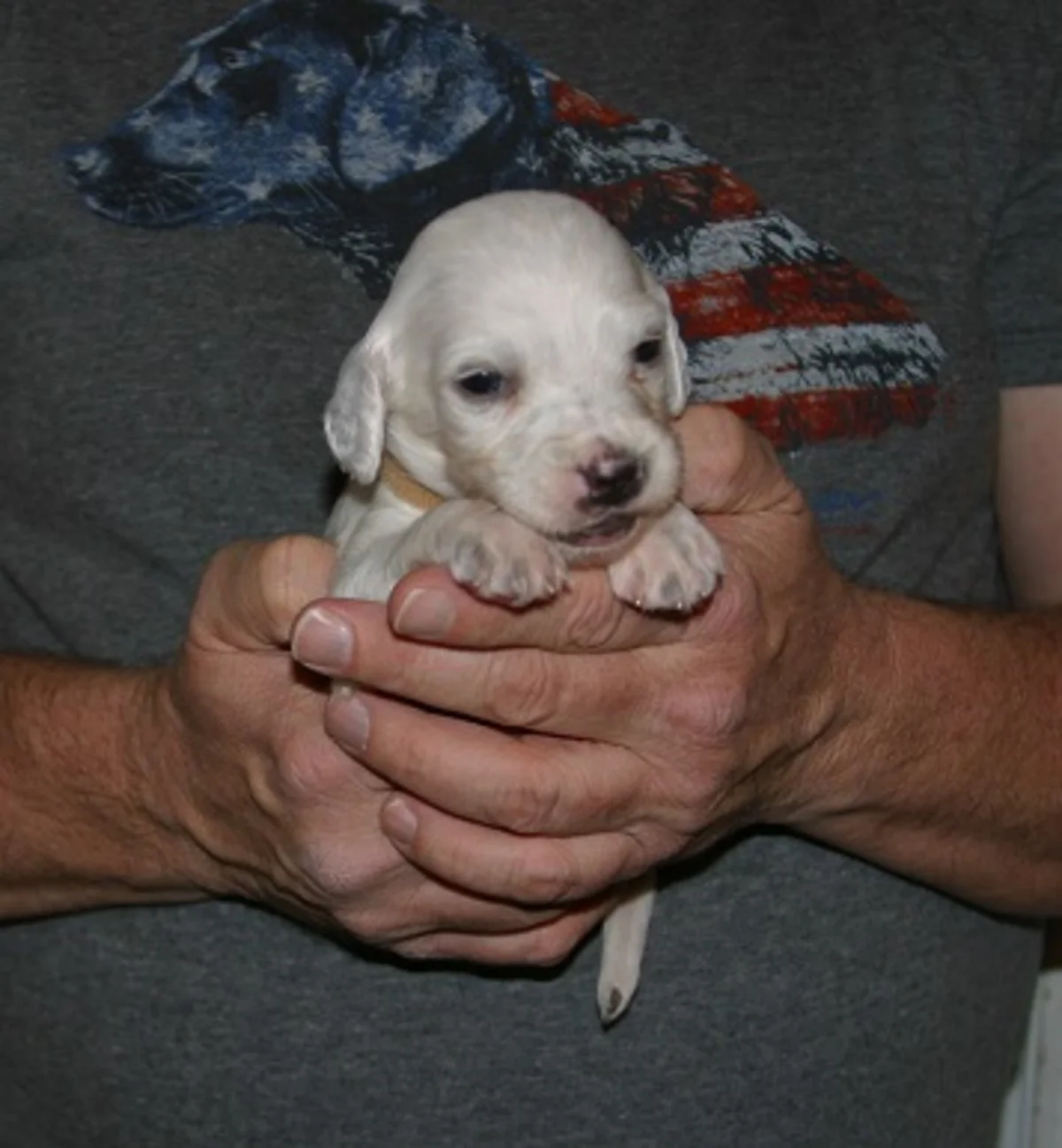 lucy+female+pups+1225166.jpgweb.jpg
