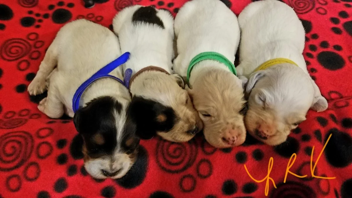 lucy+males+12.17.16.jpgweb.jpg
