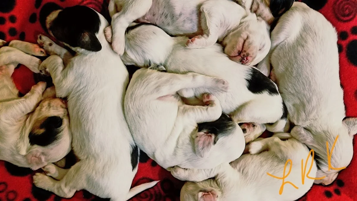 lucy+pups+12.17.161.jpgweb.jpg