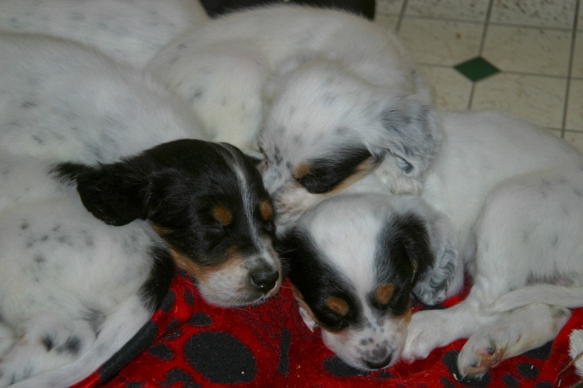 lucy+pups+113171.jpgweb.jpg