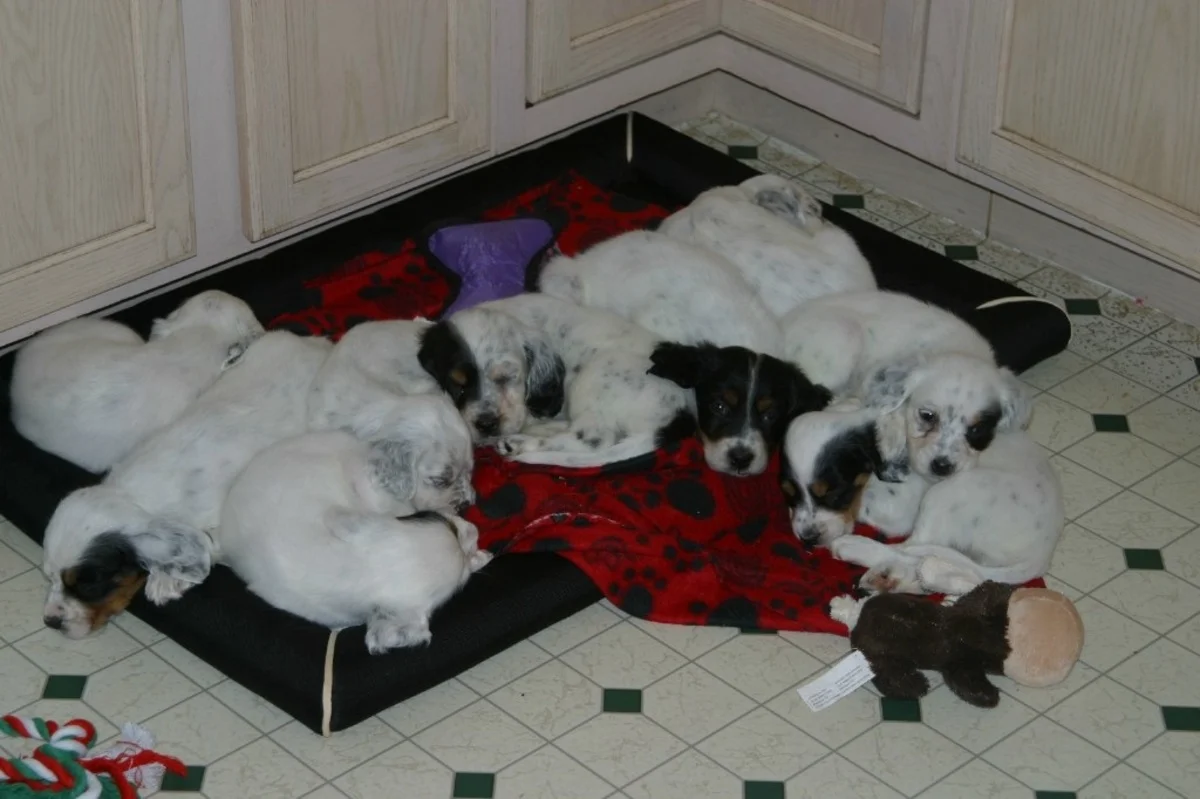 lucy+pups+113173.jpgweb.jpg