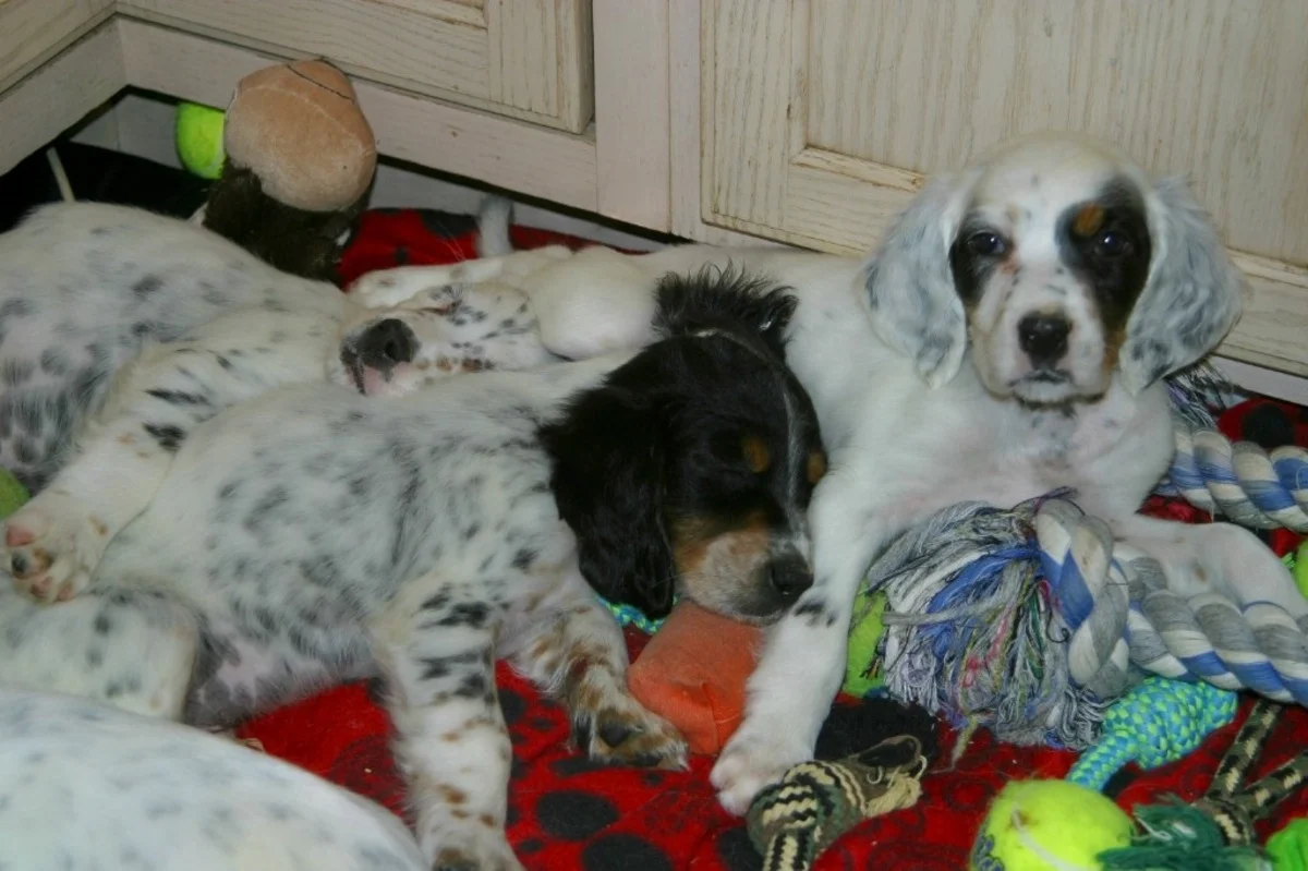 lucy+pups+126171.jpgweb.jpg