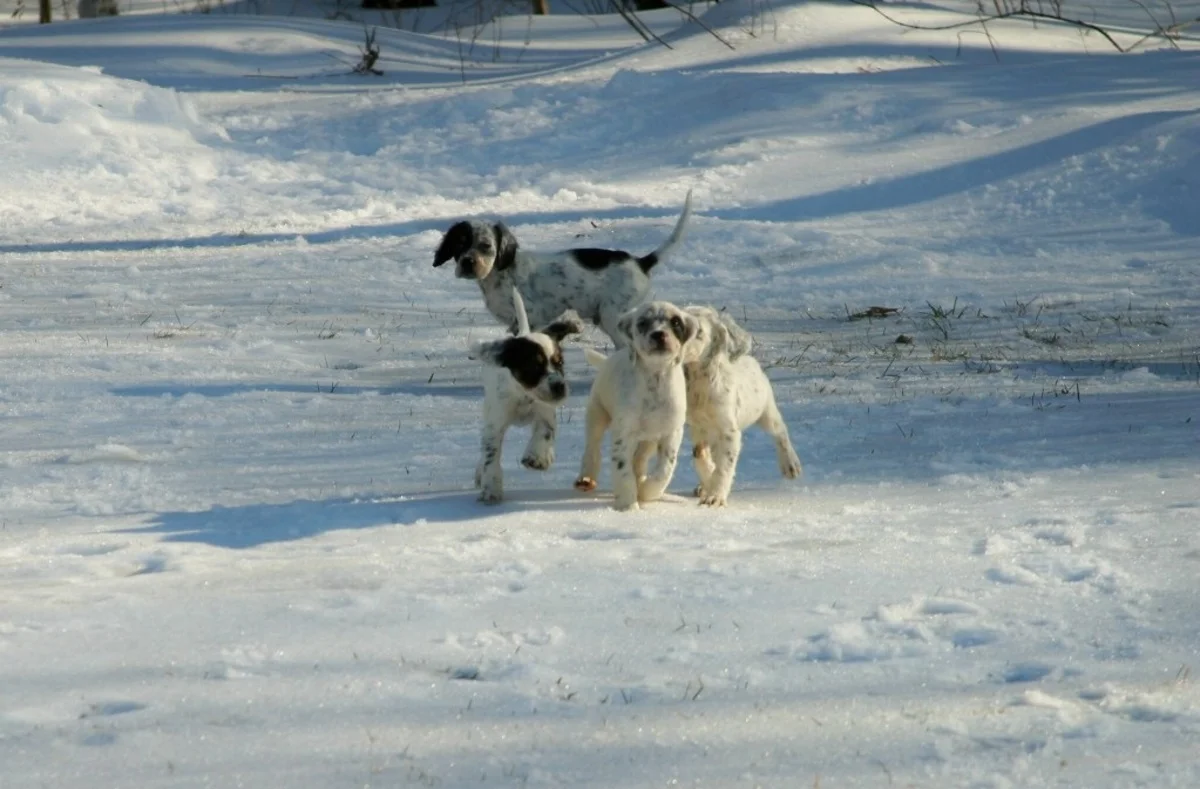 lucy+pups+126174.jpgweb.jpg