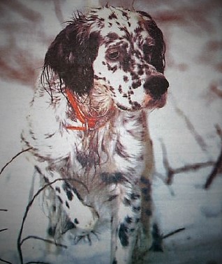 Spot Website.jpg