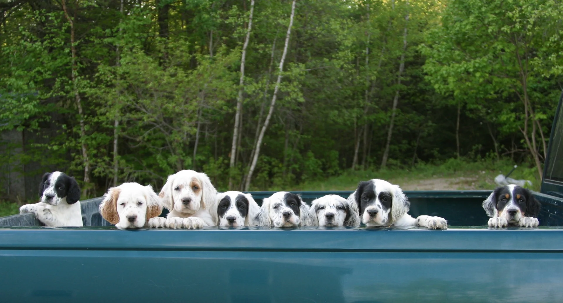 LITTLE RIVER KENNELS — Little River Kennels NH