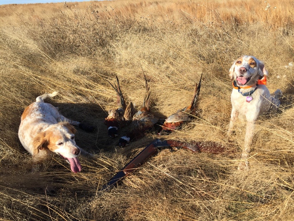 eLLIE & pIPER 2015