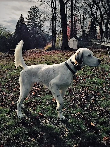 blue December 2016 George, Just wanted to drop a line and say merry Christmas and I hope everyone is doing well. Blue is an incredible dog. He is so well behaved in the house and the kids have a blast with him. I think he got winnies' loving side. This was the first year in the woods also and he did great. He was easy to train, stays close and listens to commands and whistles - couldn't ask for more. Here are a few pictures for you to see how he's grown up. Take care Bryant A. MA and family.